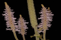Anisochilus verticillatus